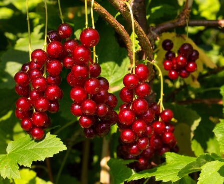 PUNANE SÕSTAR RIBES RUBRUM 'JUNIFER' seedri pk foto