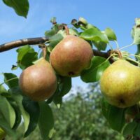 seedri-puukoo-pirnipuu-pyrus-mramornaja