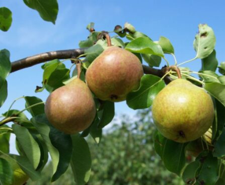 seedri-puukoo-pirnipuu-pyrus-mramornaja