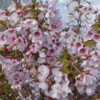 HAMBULINE KIRSIPUU PRUNUS INCISA 'KOJO-NO-MAI'- seedri puukooli foto