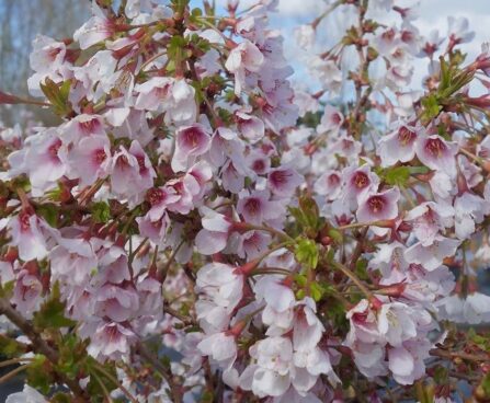 HAMBULINE KIRSIPUU PRUNUS INCISA 'KOJO-NO-MAI'- seedri puukooli foto
