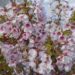 HAMBULINE KIRSIPUU PRUNUS INCISA 'KOJO-NO-MAI'- seedri puukooli foto