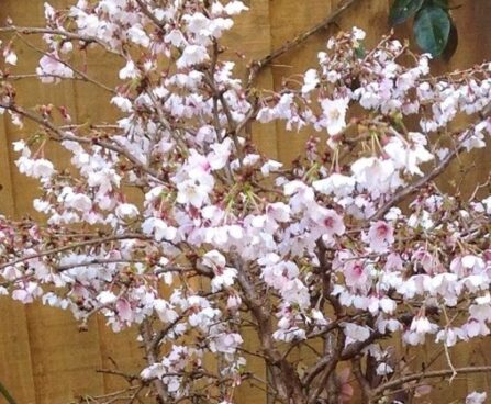 HAMBULINE KIRSIPUU PRUNUS INCISA 'KOJO-NO-MAI'- seedri puukooli foto.jpg v
