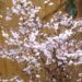 HAMBULINE KIRSIPUU PRUNUS INCISA 'KOJO-NO-MAI'- seedri puukooli foto.jpg v