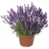 Tahklavendel-AromaticEvolution-pot kanepi foto