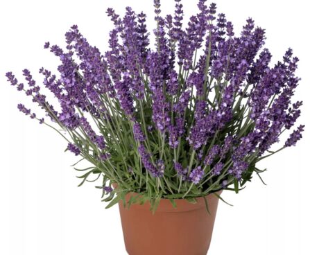Tahklavendel-AromaticEvolution-pot kanepi foto
