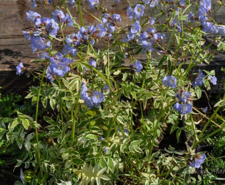 1917_7653_Polemonium_reptans_Stairway_to_Heaven_.JPG