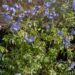 1917_7653_Polemonium_reptans_Stairway_to_Heaven_.JPG