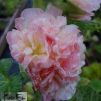 Alcea rosea mix -tokkroos