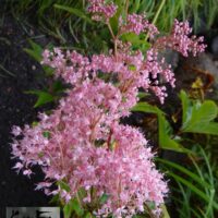 Filipendula rubra `Venusta`-angervaks
