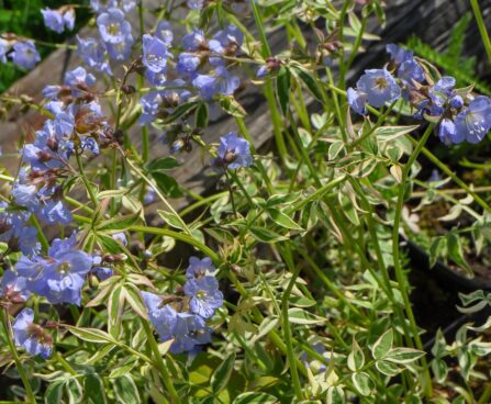 1917_7654_Polemonium_reptans_Stairway_to_Heaven__2.JPG