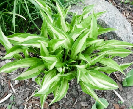 1940_7292_Hosta_Cherry_Berry-2.JPG