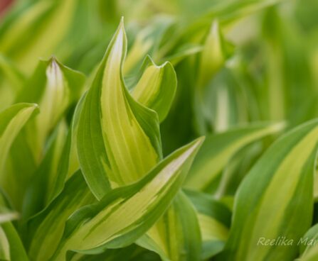 1940_8218_Hosta_Cherry_Berry.JPG