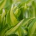 1940_8218_Hosta_Cherry_Berry.JPG