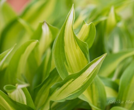 1940_8219_Hosta_Cherry_Berry_2.JPG