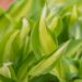 1940_8219_Hosta_Cherry_Berry_2.JPG