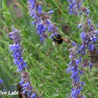 Hyssopus officinalis `Blues`-iisop