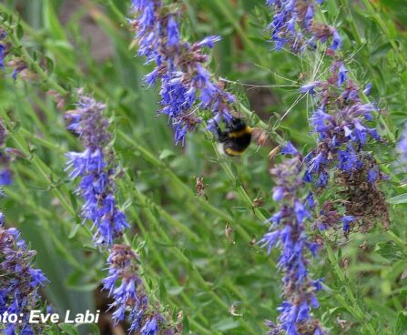 Hyssopus officinalis `Blues`-iisop