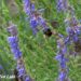 Hyssopus officinalis `Blues`-iisop