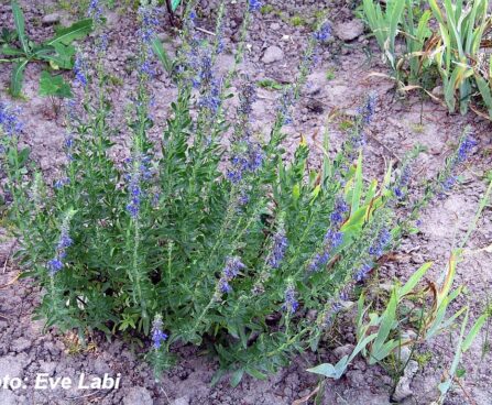 Hyssopus officinalis `Blues`-iisop harilik