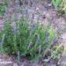 Hyssopus officinalis `Blues`-iisop harilik