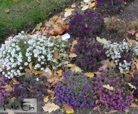 Lobularia maritima `Mix`-kivikilbik