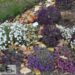 Lobularia maritima `Mix`-kivikilbik