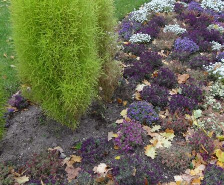 Lobularia maritima `Mix`-kivikilbik1