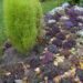 Lobularia maritima `Mix`-kivikilbik1
