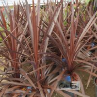 Cordyline australis `Red Star`- lõuna- tõlvpuu