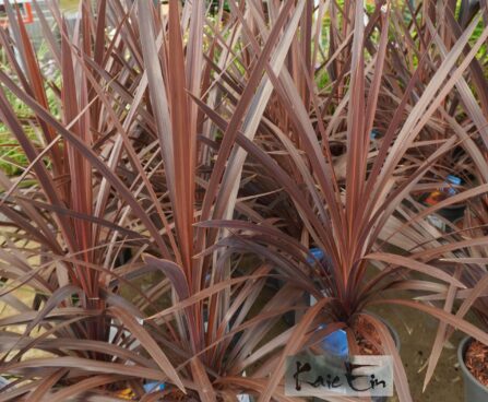 Cordyline australis `Red Star`- lõuna- tõlvpuu