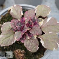 Ajuga reptans `Burgundy Glow` -akakapsas.jpg 2