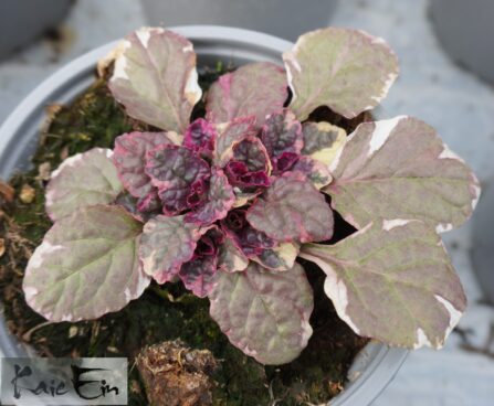 Ajuga reptans `Burgundy Glow` -akakapsas.jpg 2