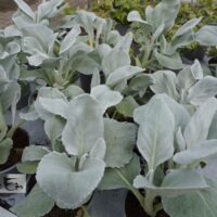 Jacobaea maritima Senecio cineraria `Angel Wings`- viltleht