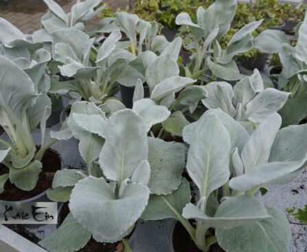 Jacobaea maritima Senecio cineraria `Angel Wings`- viltleht