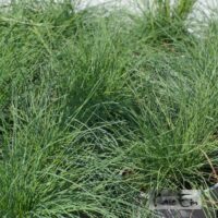 Festuca glauca -hall aruhein