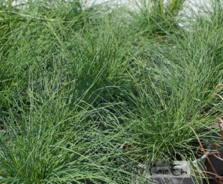 Festuca glauca -hall aruhein