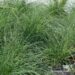 Festuca glauca -hall aruhein
