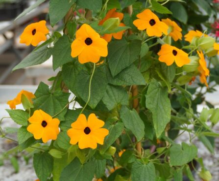tunbergia püramiid
