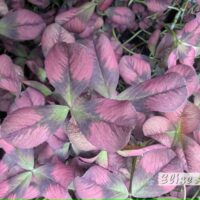 Trifolium repens Angel Clover-ristik Reelika foto väikse logoga