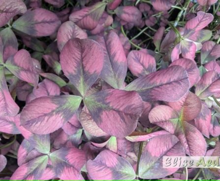 Trifolium repens Angel Clover-ristik Reelika foto väikse logoga