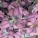 Trifolium repens Angel Clover-ristik Reelika foto väikse logoga