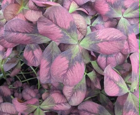 Trifolium repens Angel Clover-ristik Reelika foto1