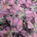 Trifolium repens Angel Clover-ristik Reelika foto1