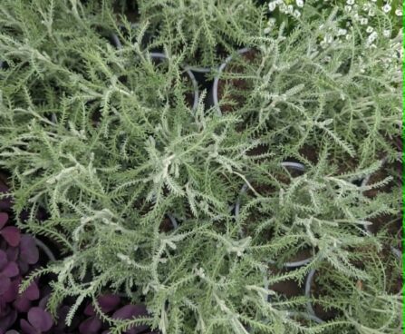 Santolina chamaecyparissus-santoliin harilik