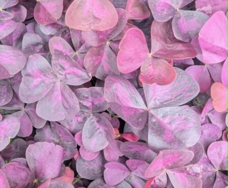 Oxalis triangularis`Burgundy Wine`