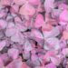 Oxalis triangularis`Burgundy Wine`