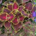Coleus x blumei `Wizard Mix`