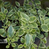 Mesembryanthemum cordifolium `Mezoo`- apteenia