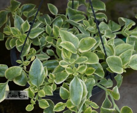 Mesembryanthemum cordifolium `Mezoo`- apteenia